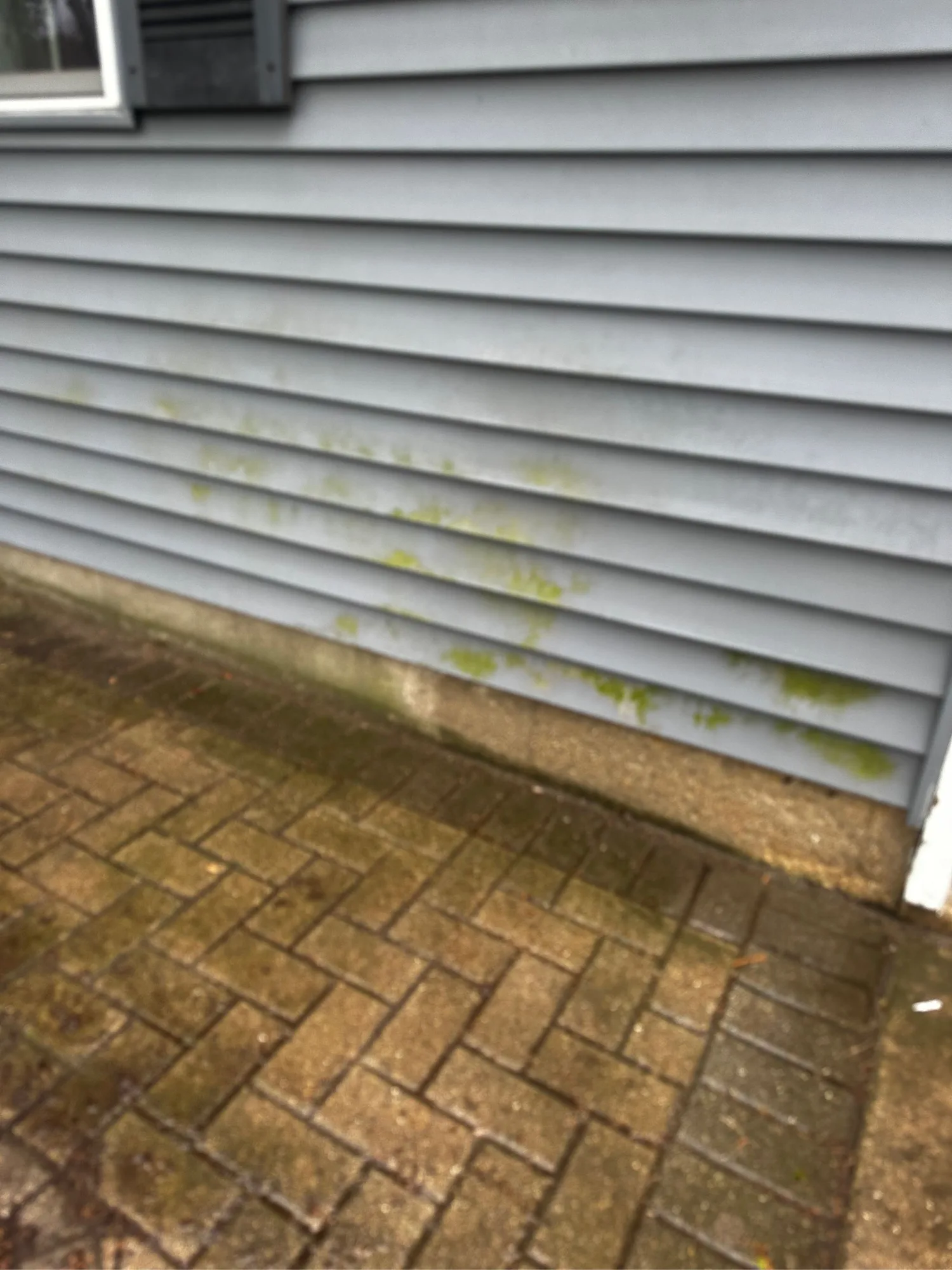 Green algae growth on the shaded edge of a concrete driveway before professional cleaning